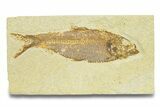 Detailed Fossil Fish (Knightia) - Wyoming #289907-1